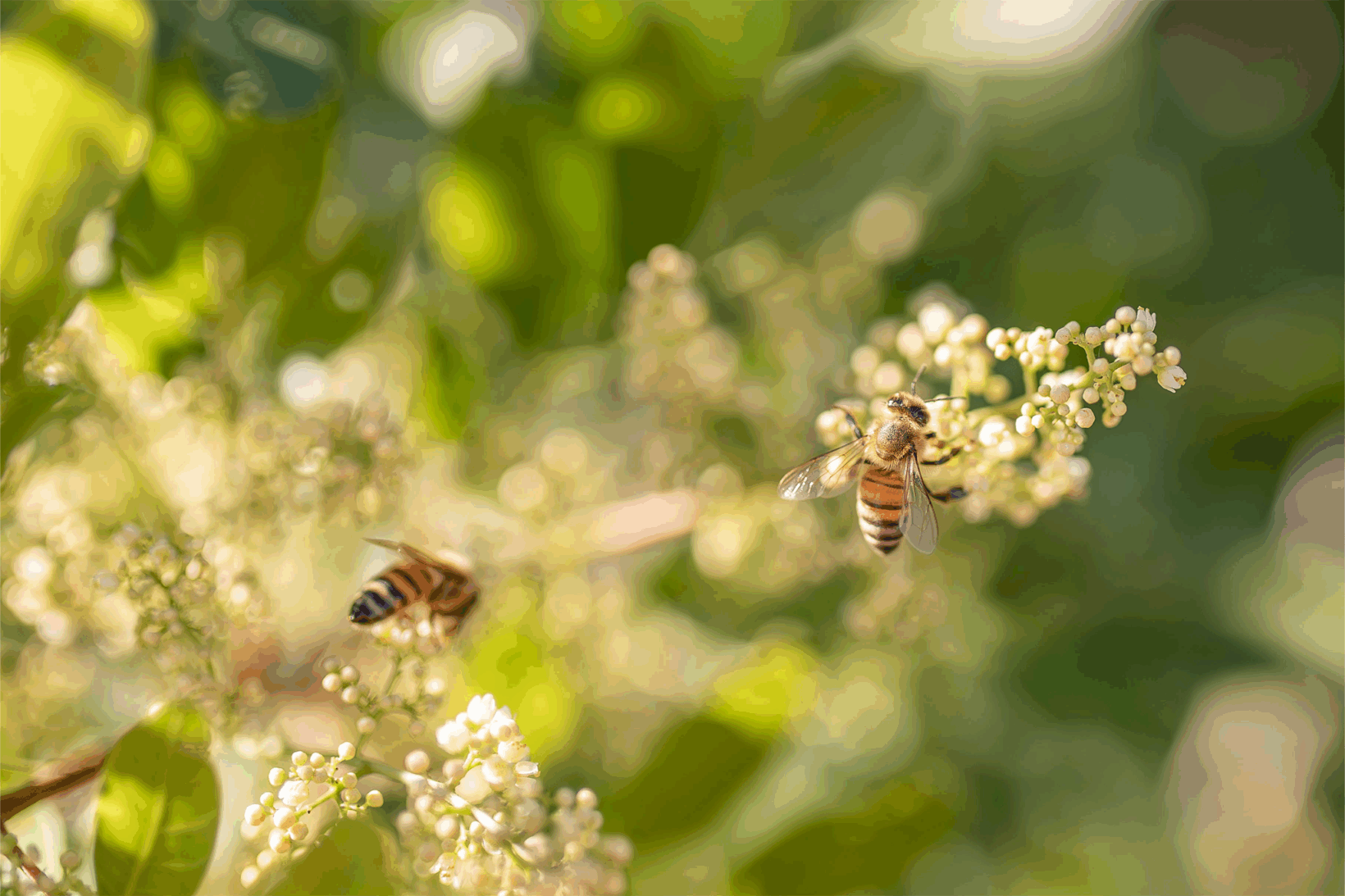 Bee on Flower