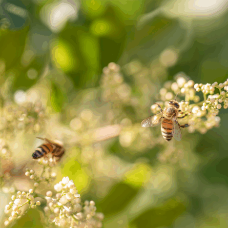 Sweet Harvest Foods Launches Inaugural Research Grant Program to Advance Honey Bee Health and Beekeeping Innovation