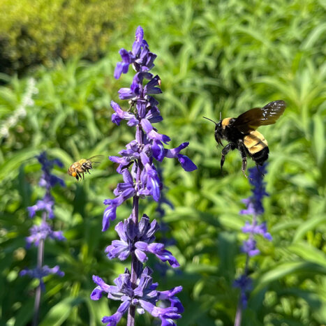 Washington State Finds 17 New State Bee Records