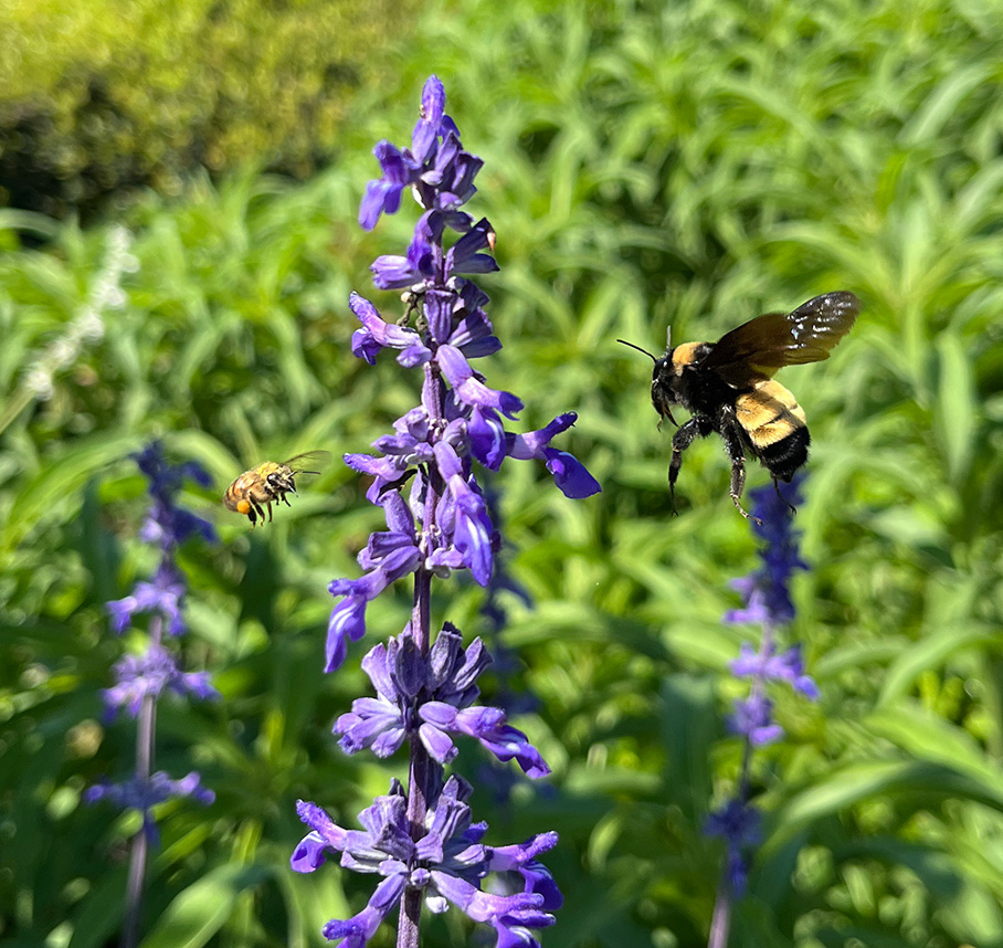 Bee and bumblebee on purple flowers