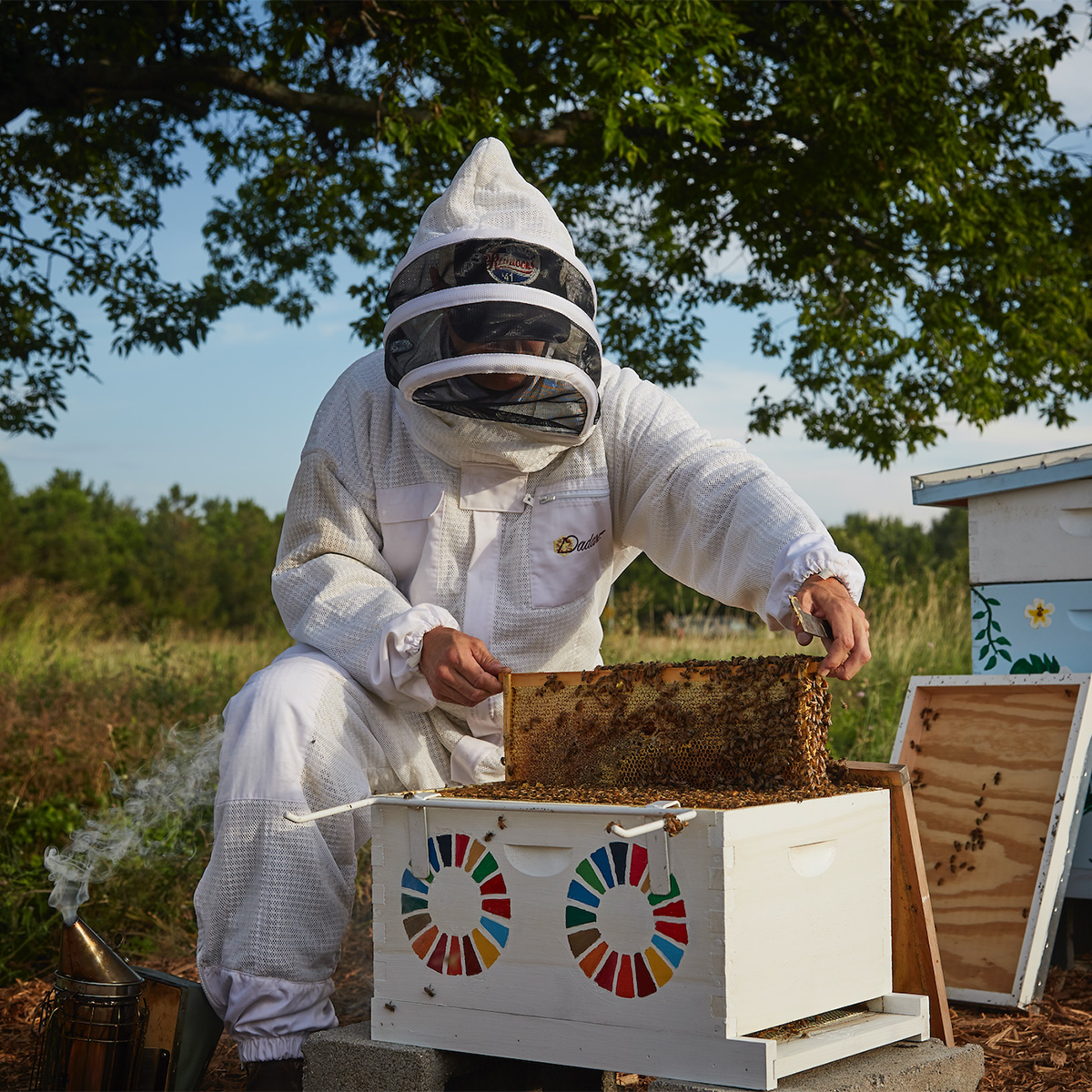 Beekeeper examining hive box.