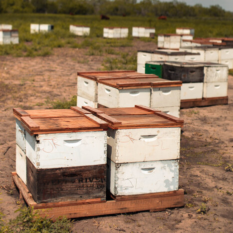 5 Simple Ways to Celebrate Honey Bees