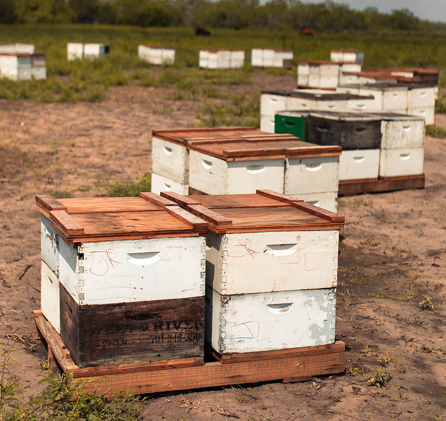 Wooden beehive boxes in an open beekeeping yard.