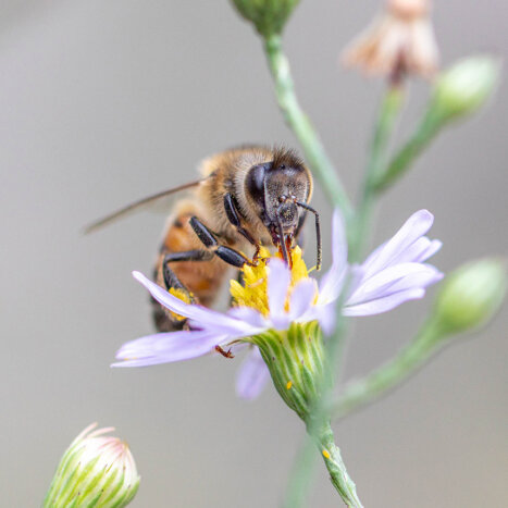 Why Flowers Need Honey Bees and Honey Bees Need Flowers
