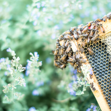 How Honey Bees Pick Their Blooms