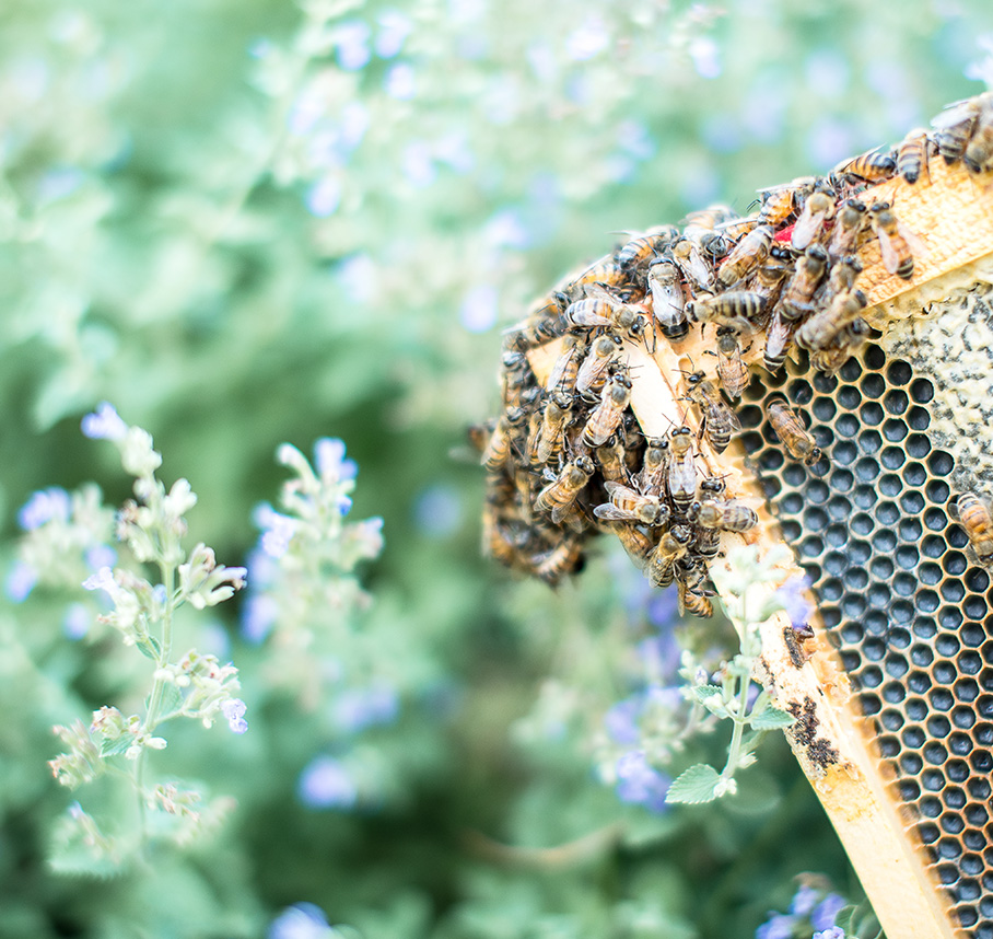 Bee on bee box surrounded by flowers.