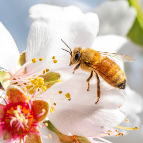 How Honey Bees See the World