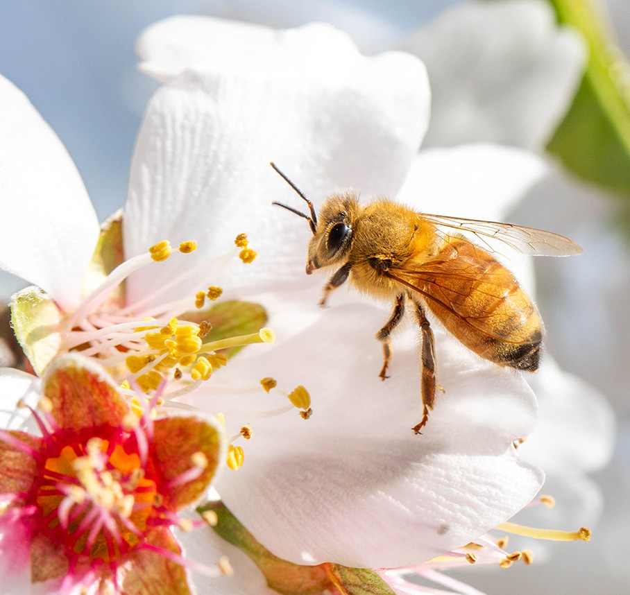 Honey bee collecting nectar from a white flowering blossom, highlighting pollination and bee vision at work.