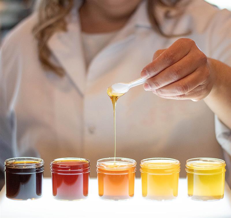 Various honey colors in jars being tested in lab.