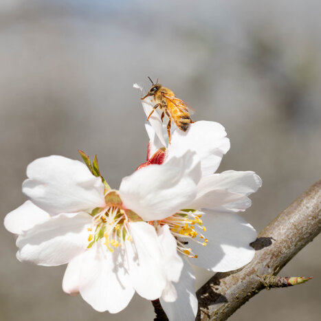 How Fast Is a Honey Bee?