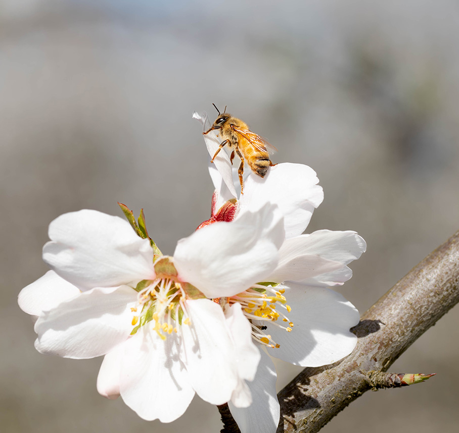Honey bee on a white flower during spring bloom.