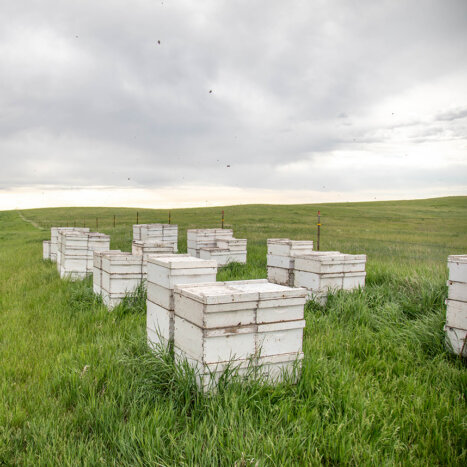 Forage Initiatives at Nate’s Hives
