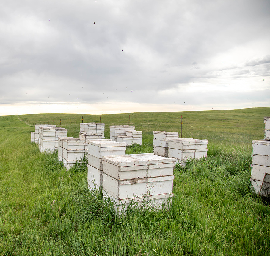 Hive boxes in grassy field.