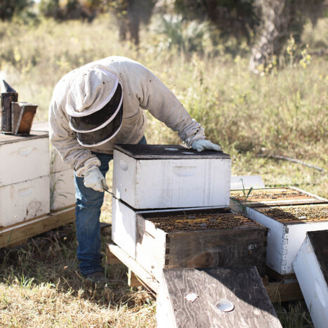 The Seasons of Honey