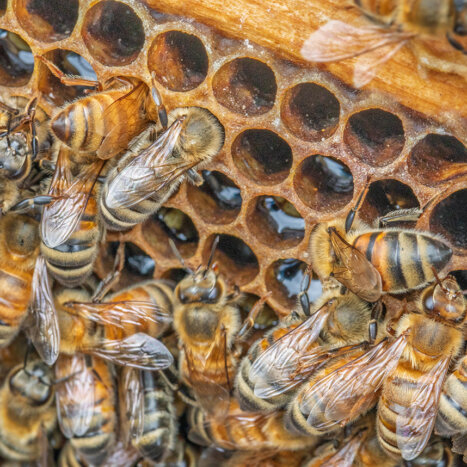 How Nature’s Design Drives Smarter Honey Production