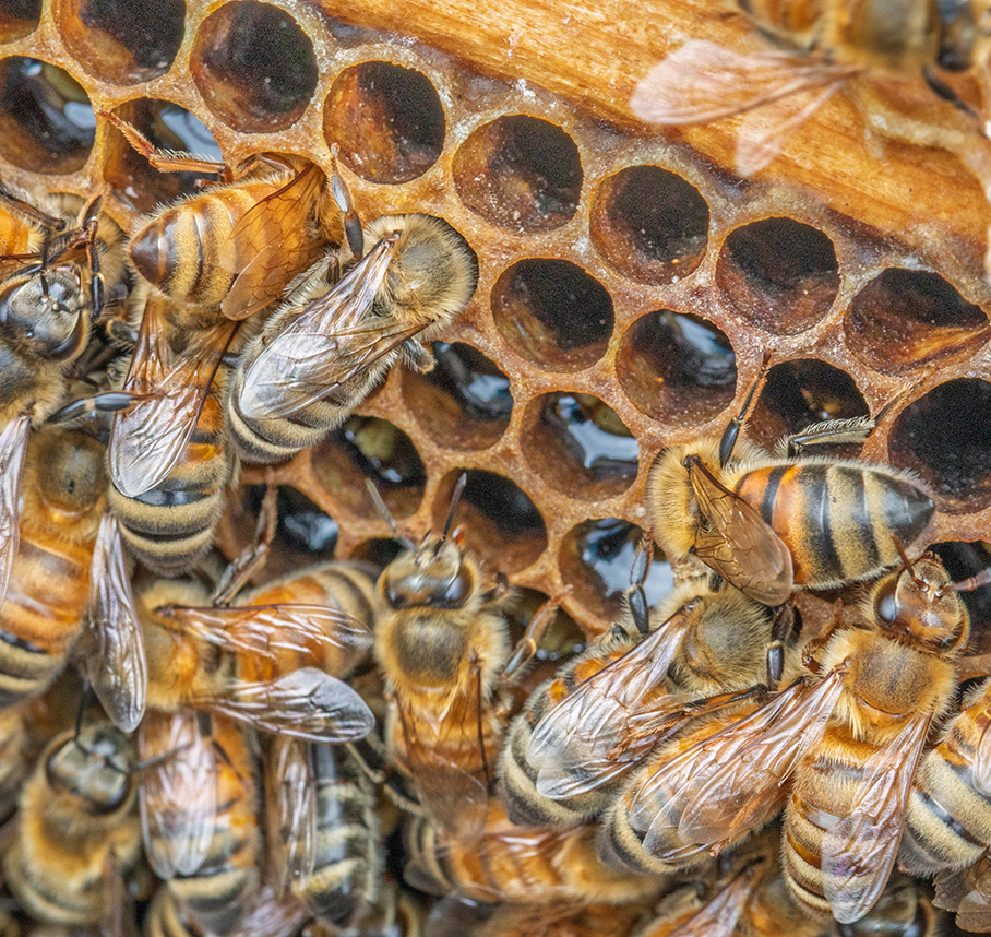 Honey bees working on honeycomb inside a hive