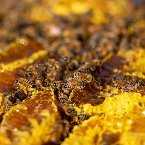 Why Honey Bees Need Their Own Honey