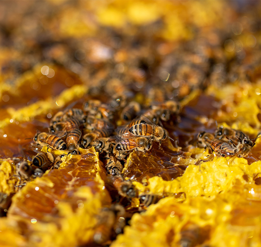 Honey bees on honeycomb filled with fresh honey.