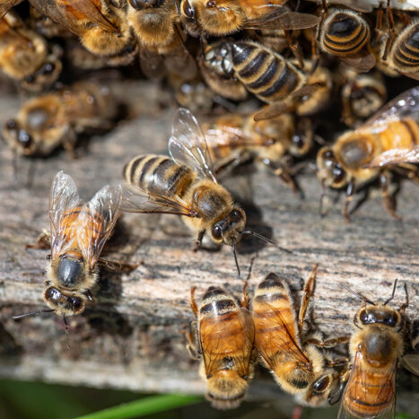 How Far Do Honey Bees Travel to Forage?