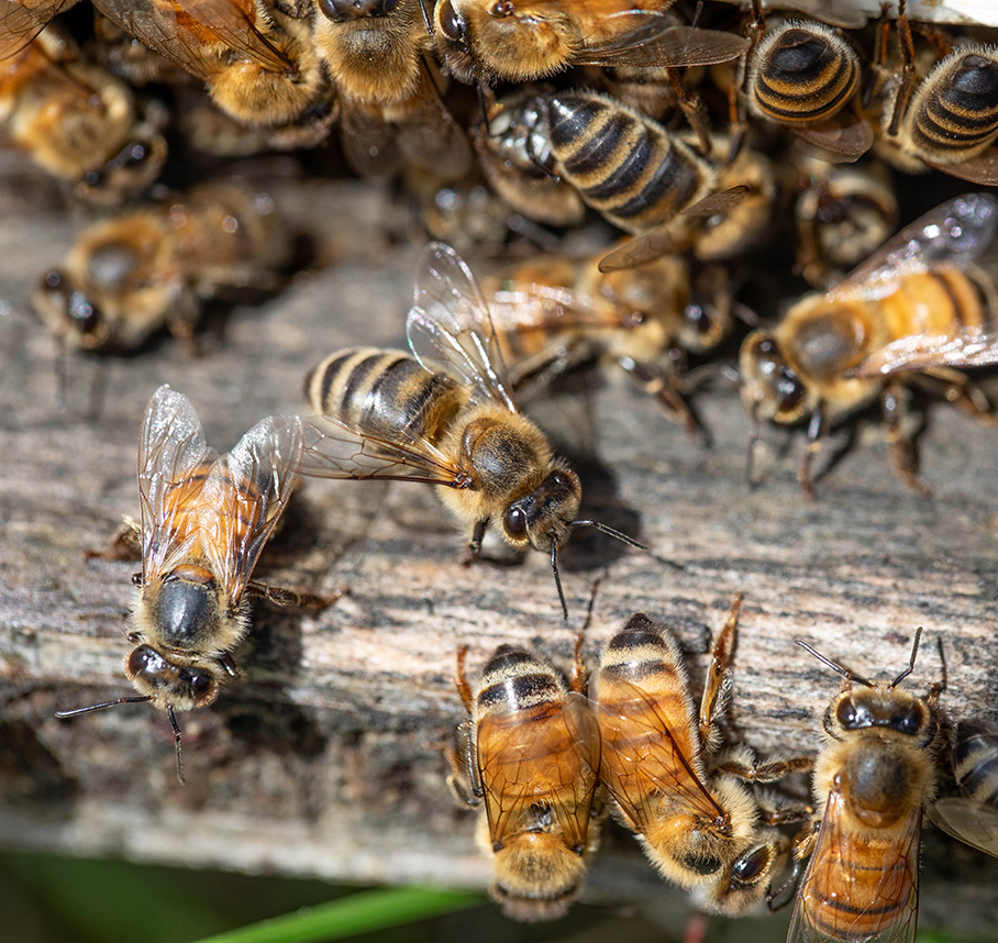 Close-up of honey bees clustered on a wooden hive surface.