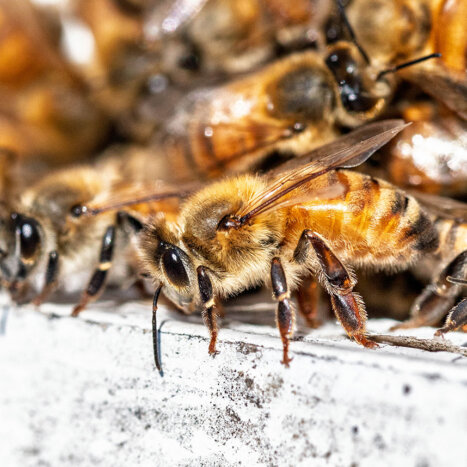 The Fascinating Science of How Bees Make Honey