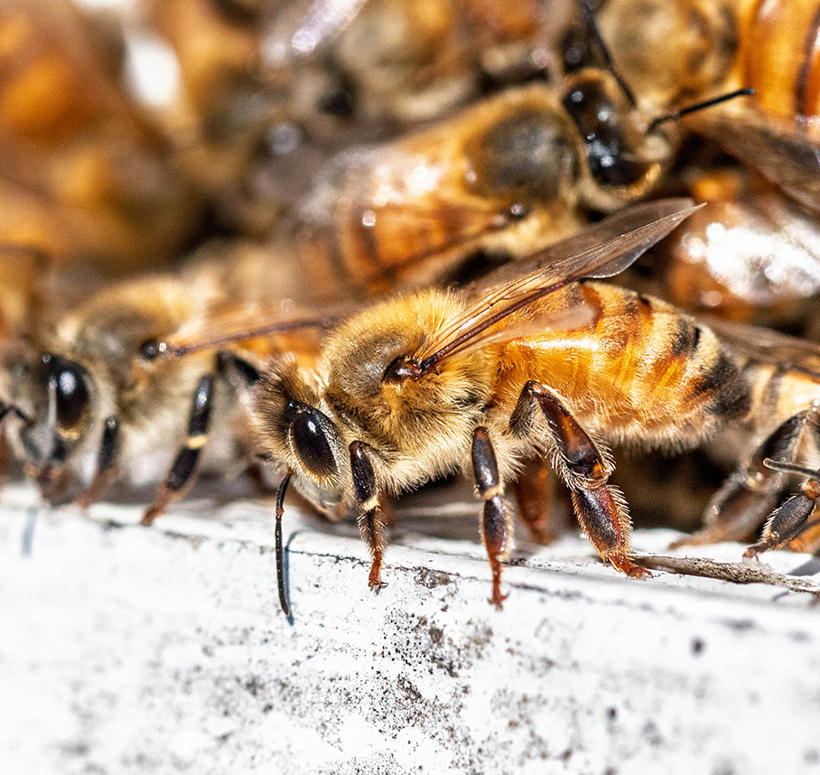 Close-up of honey bees gathered at a hive entrance.