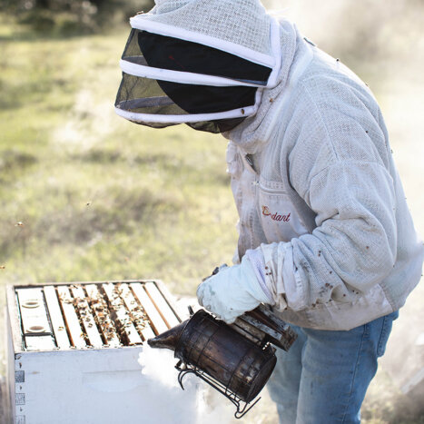 How Honey Bees Use Chemistry and Teamwork to Strengthen Their Own Health