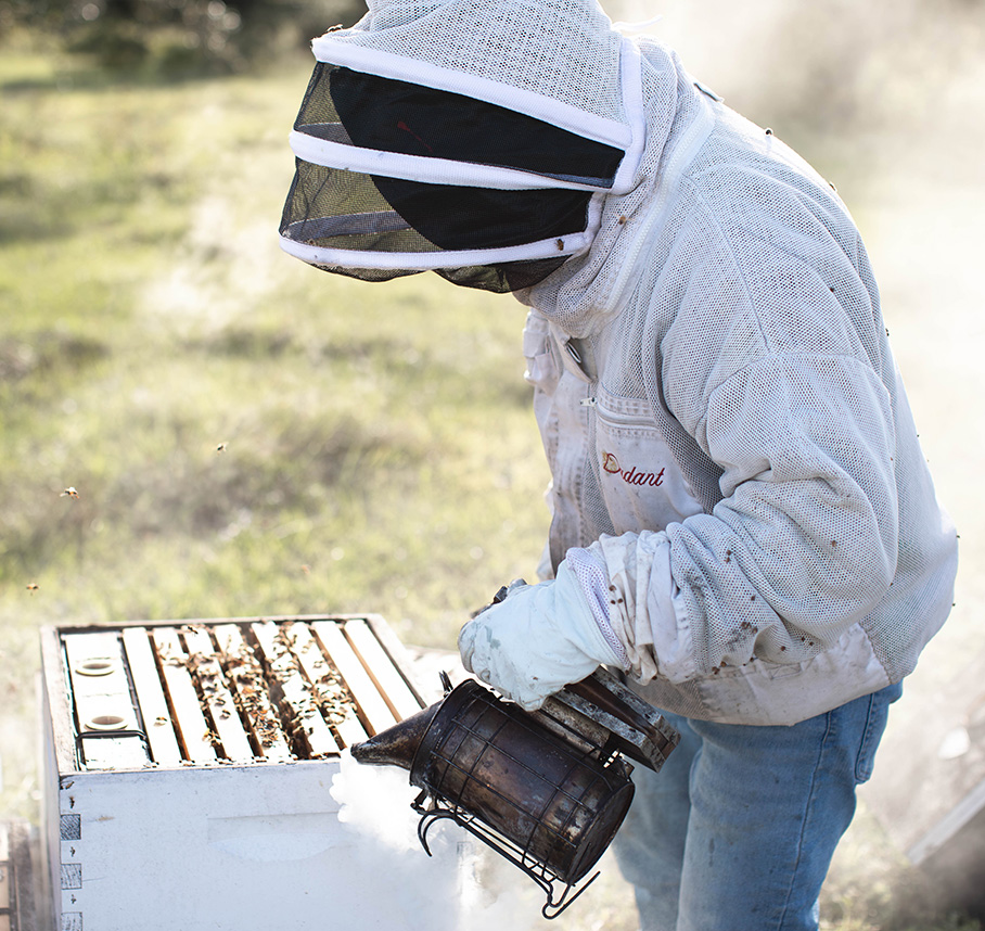 Beekeeper inspecting a hive with a smoker