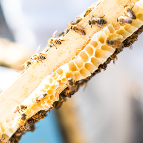 Understanding the Honey Bee Lifecycle and Caste System