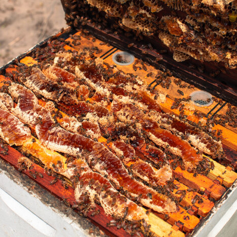 The Ultimate Guide to Manuka Honey