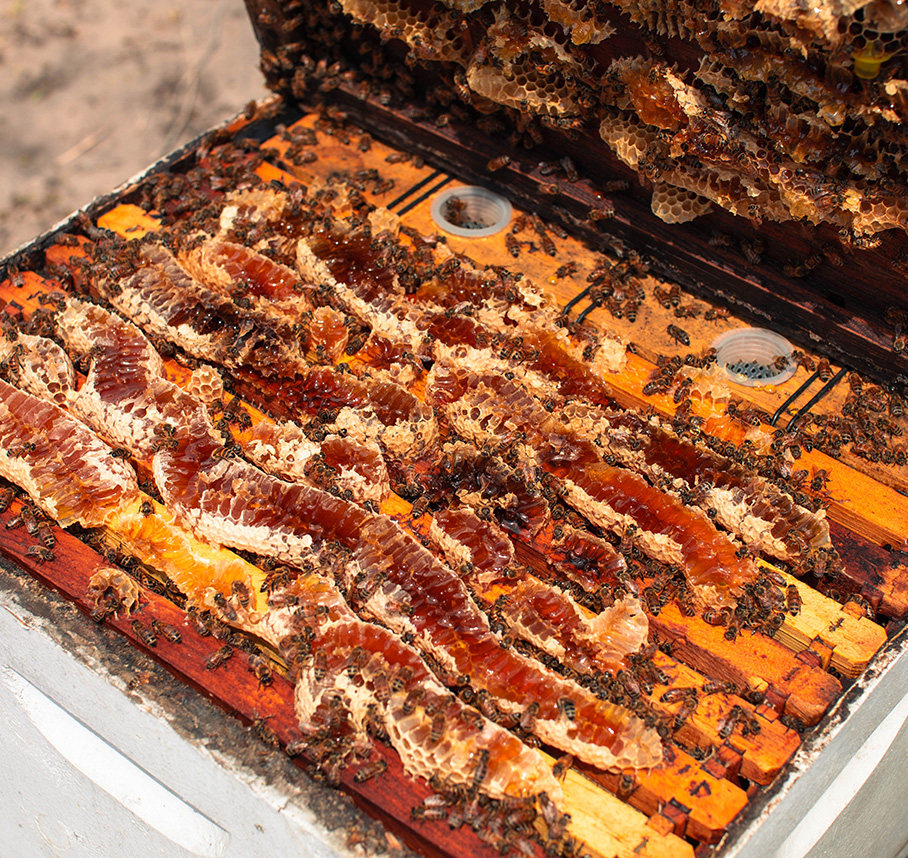 Close‑up of honeycomb frames inside a beehive, with bees visible on the honeycomb.