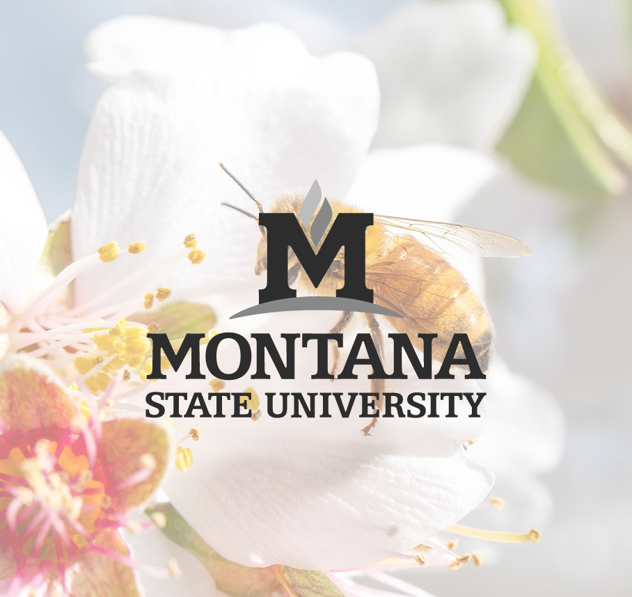 Montana State University logo over honey bee on flower blossom