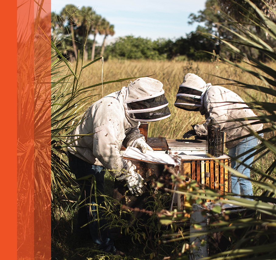 2 Beekeepers examining hives with orange bars on left.