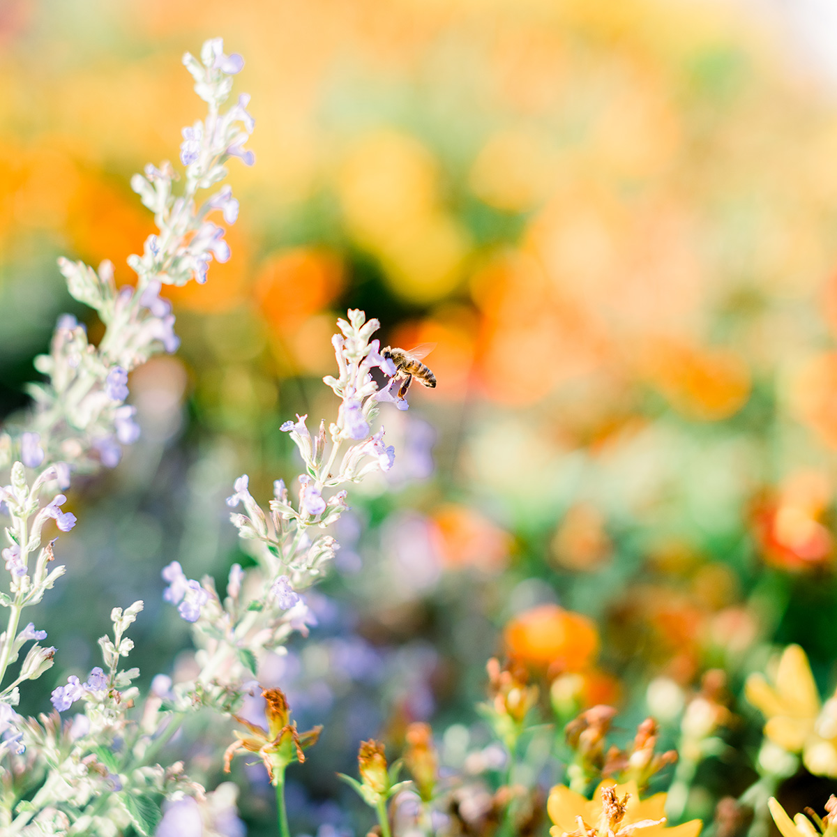 Bee pollinating flower.
