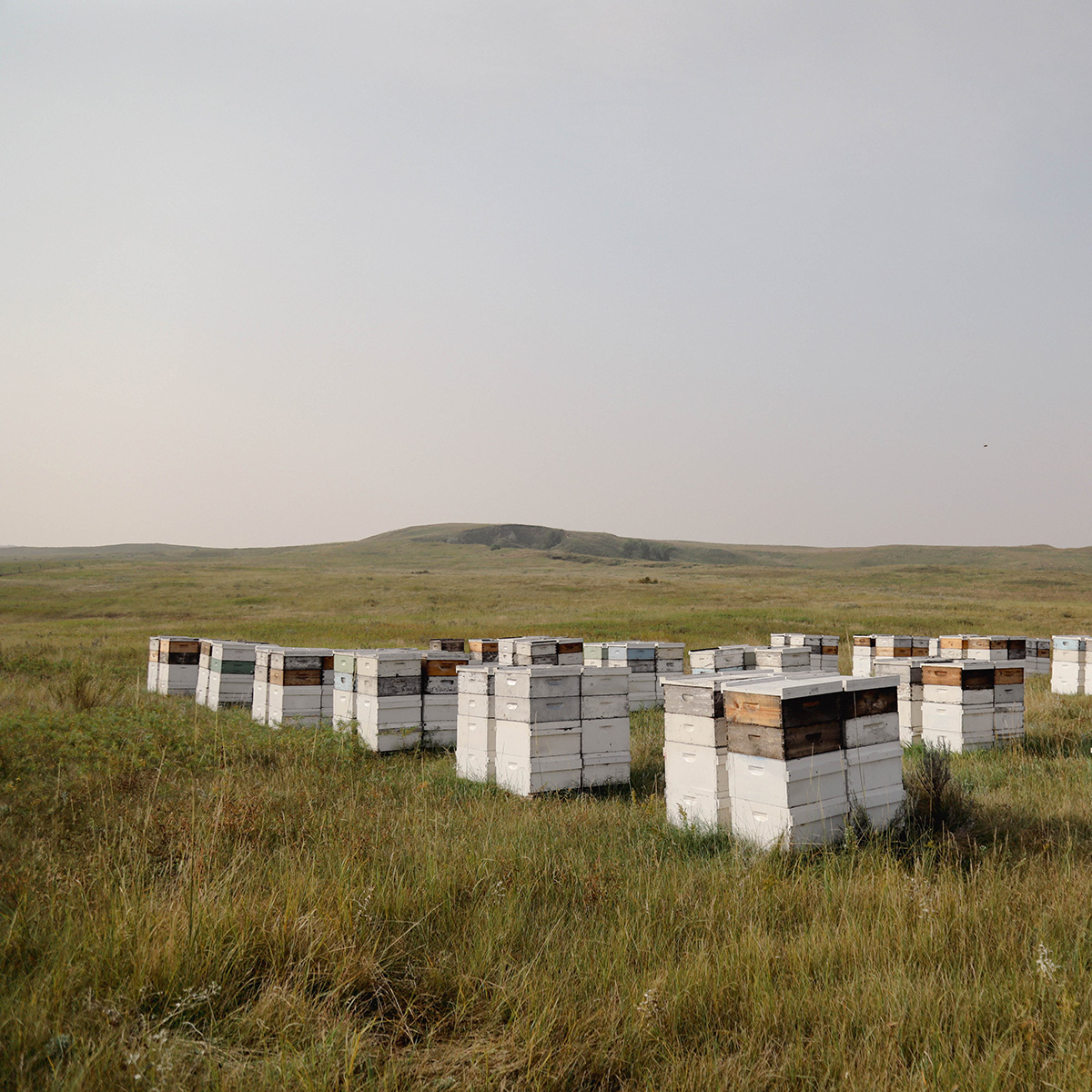 Hives in field.
