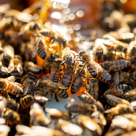 Planting a Beautiful Pollinator Garden