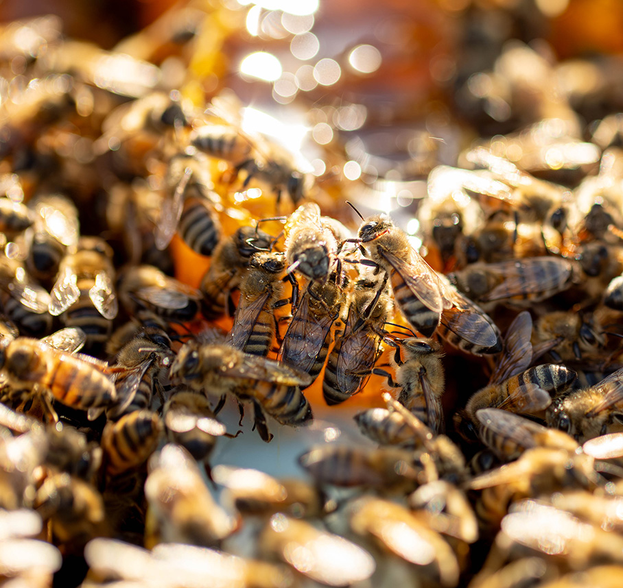Honey bees working in hive.