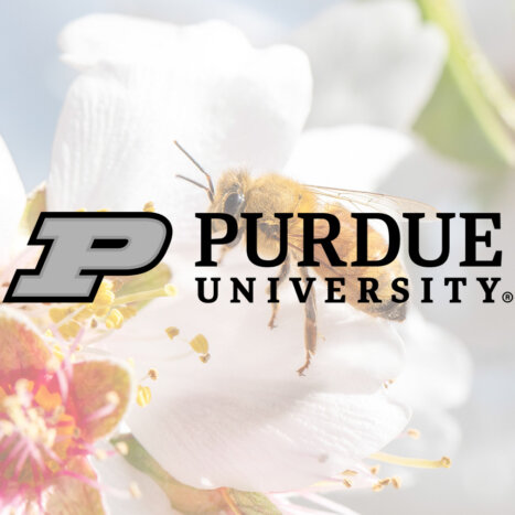 Launching North America’s First Public Genomic Prediction Service for Honey Bees