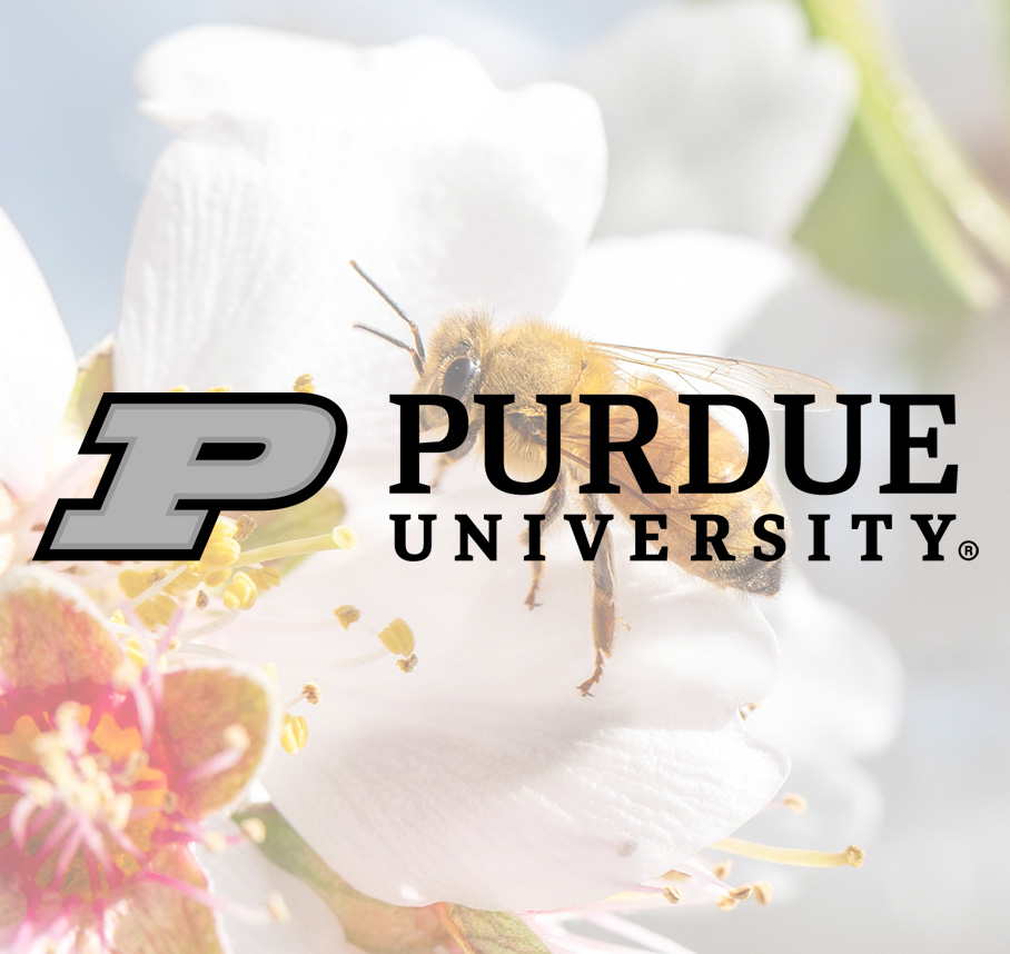 PurdueUniversity logo over honey bee on flower blossom.