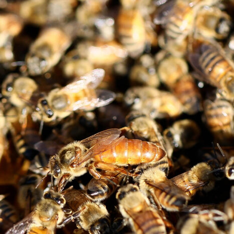 How Honey Bees Choose Their Queen