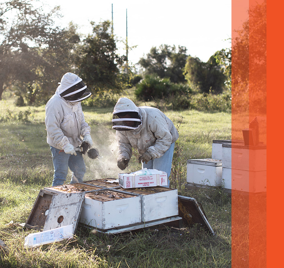 Beekeepers working on hives with orange bars on the right.