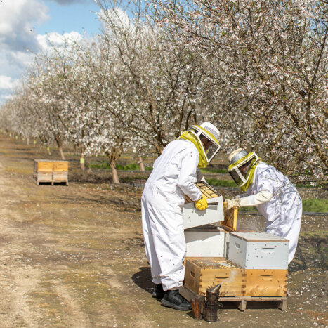 Peru’s Honey-Making Bees Gain Legal Rights