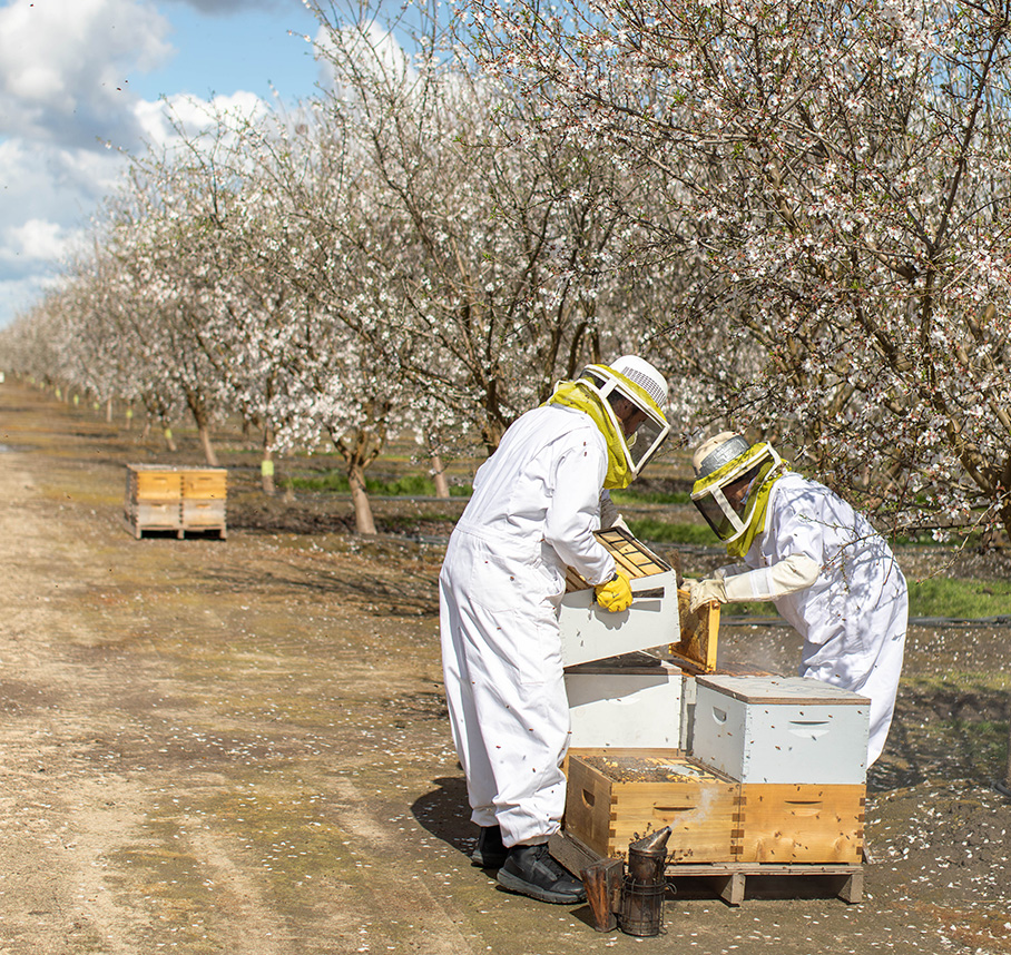 Two beekeepers in protective suits inspect honey bee hives in a blossoming orchard.