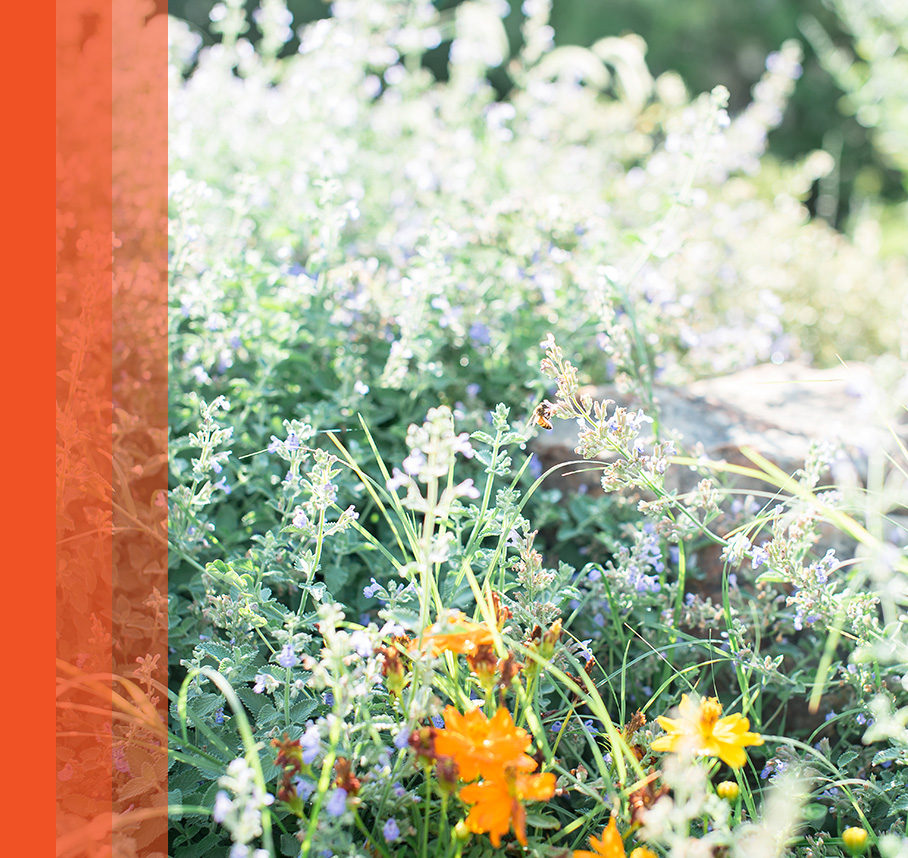 Wildflowers in field with orange bars on the left.