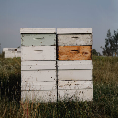 What Is Urban Beekeeping?