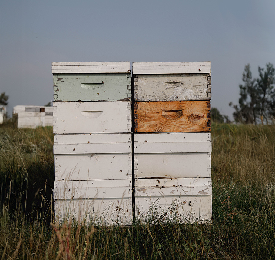 Two stacked beehives standing in a grassy field, representing urban beekeeping and managed pollinator habitats.