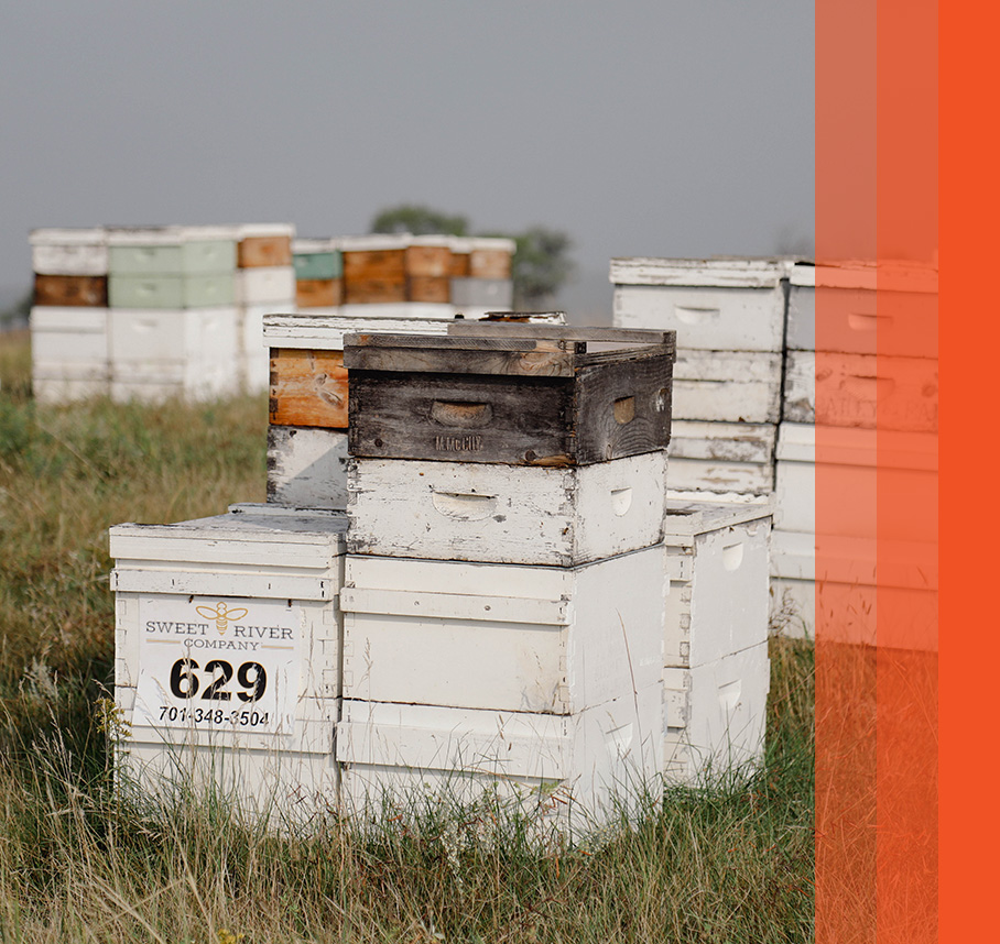 Hives boxes in field with orange bars on right.