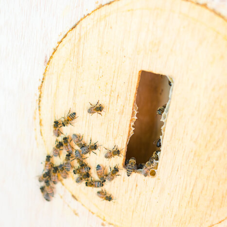 How Honey Bees Communicate through the Waggle Dance