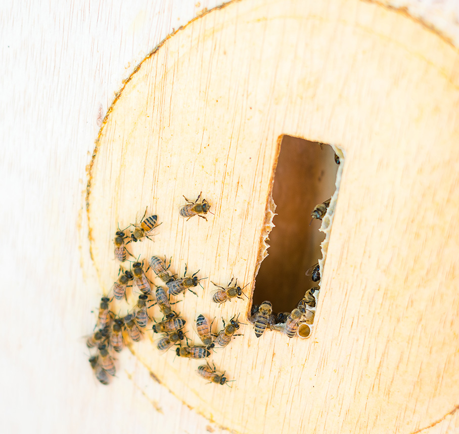 Bees in Bee Box