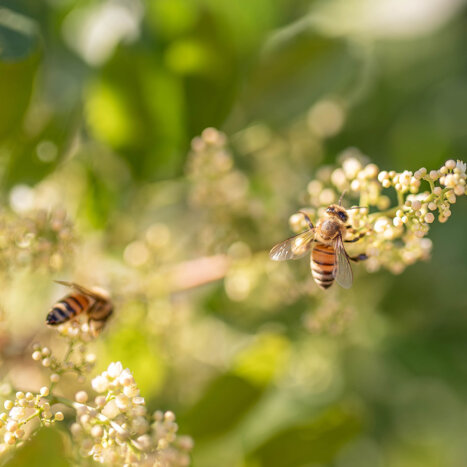 What Is a Honey Sommelier?